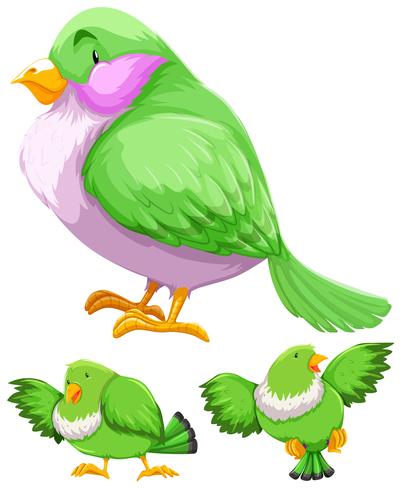 Groene vogel in drie acties vector