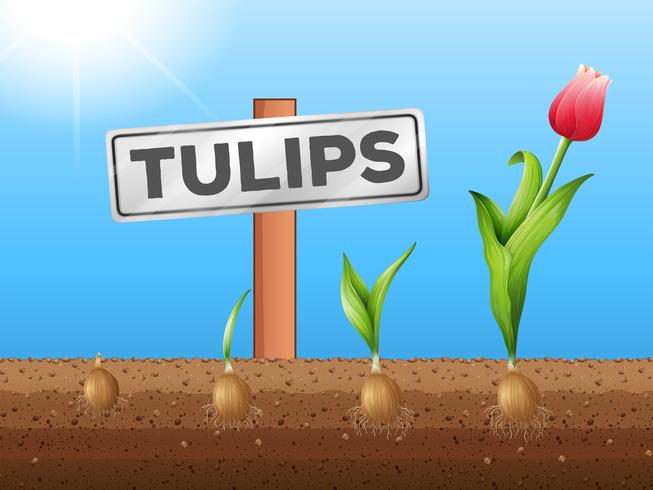 Tulpen groeien uit de grond vector