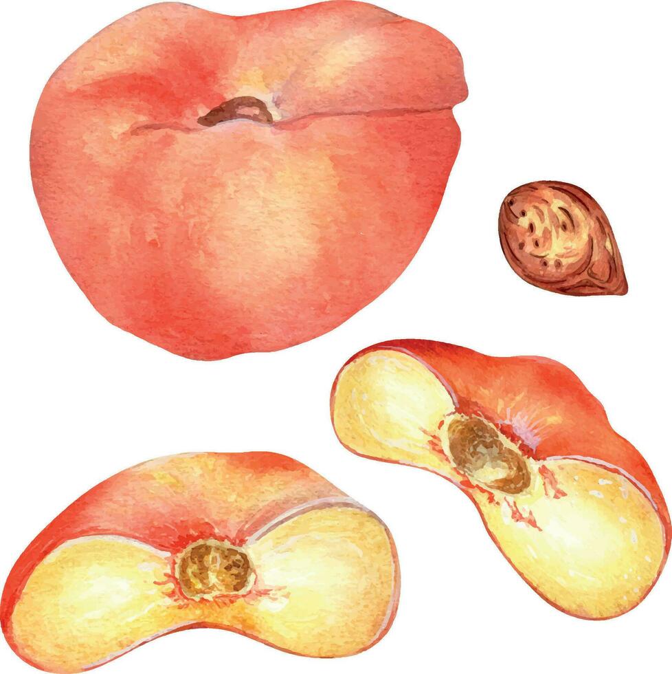 Chinese vlak fig perzik geheel en voor de helft waterverf illustratie geïsoleerd Aan wit. waterverf geschilderd roze fruit gesneden tekening. voedsel illustratie hand- getrokken, ontwerp element voor pakket, label. vector