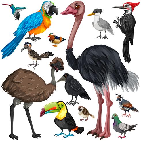 Verschillende soorten wilde vogels vector