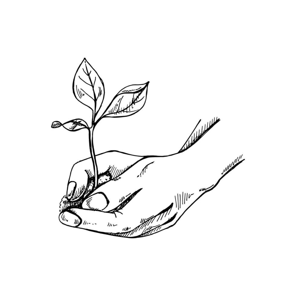 hand getekend schetsen van boom spruit in hand. ecologisch, ecologie zorg, besparing de natuur, oogst concept. tekening vector illustratie. vintage.