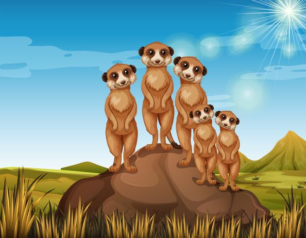 Meerkats die zich op rots bevindt vector