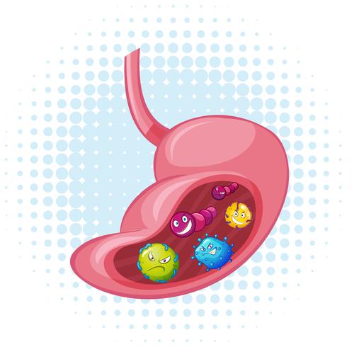 Bacteriën in de menselijke maag vector