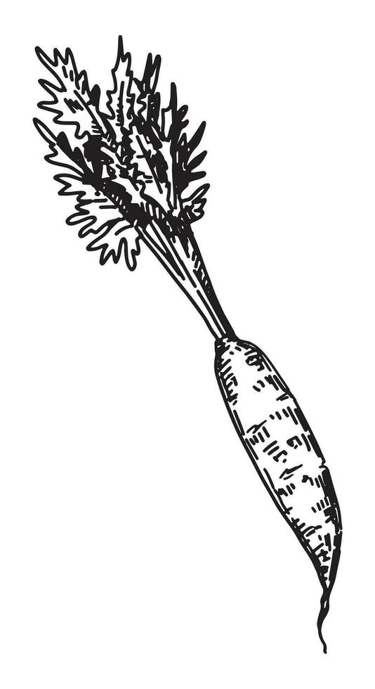 schets clip art van wortel. tekening van herfst agrarisch oogst. hand- getrokken vector illustratie geïsoleerd Aan wit achtergrond.