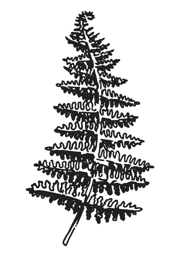 schets clip art van Afdeling van varen. tekening van herfst plantkunde attribuut. hand- getrokken vector illustratie geïsoleerd Aan wit achtergrond.
