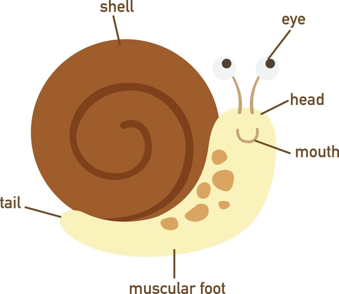 illustratie van slakkenwoordenschat onderdeel van body.vector vector