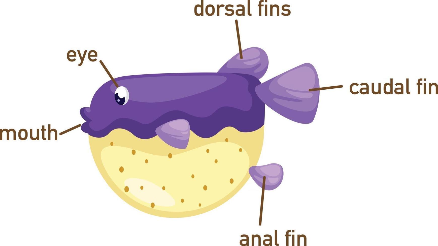 illustratie van kogelvis woordenschat onderdeel van body.vector vector