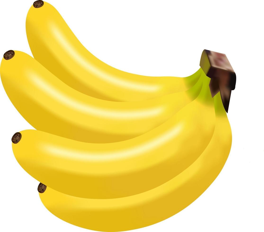 rijpe banaan vectorillustratie vector