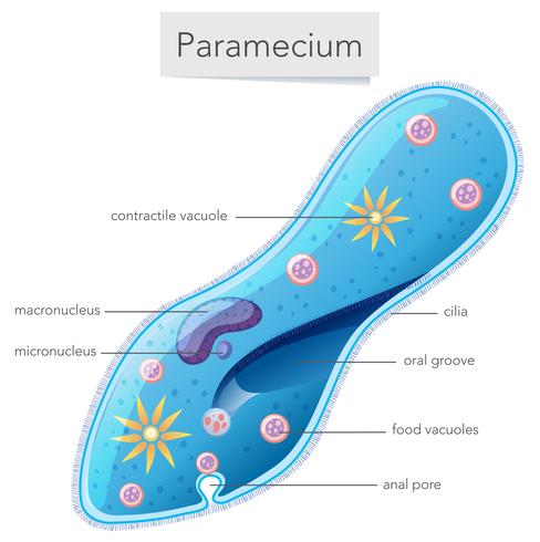 Paramecium bacteriën wetenschap diagram vector