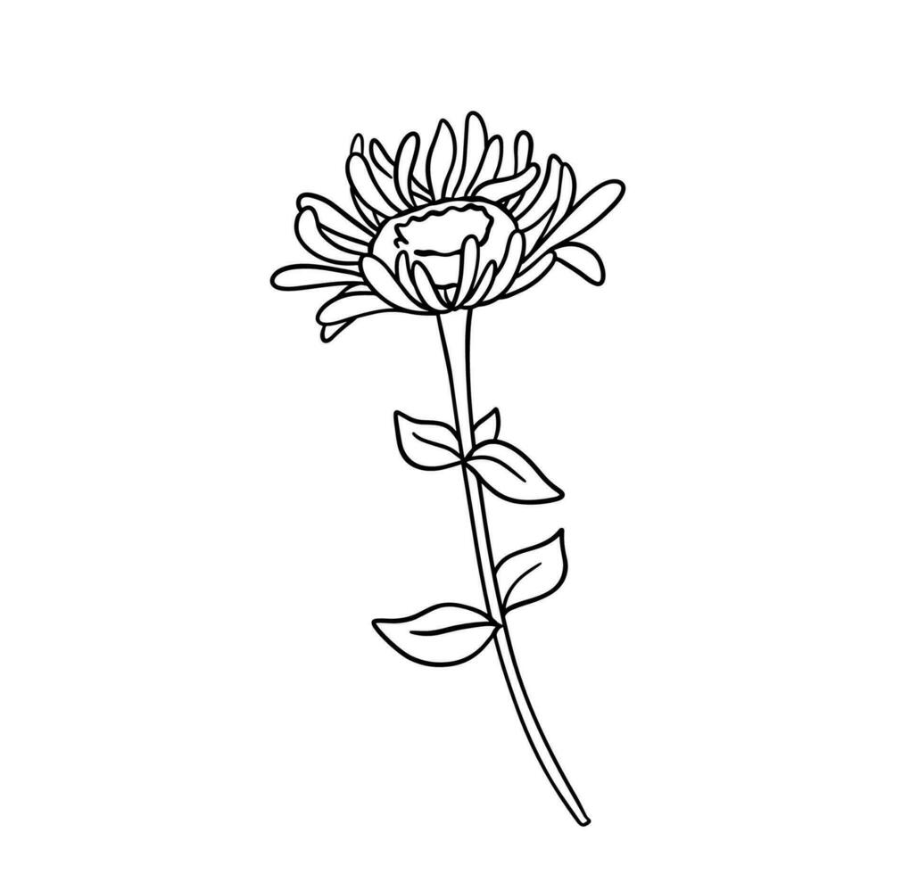hand- getrokken bloem madeliefje. vector schets schetsen. lijn kunst tekening geïsoleerd Aan wit achtergrond