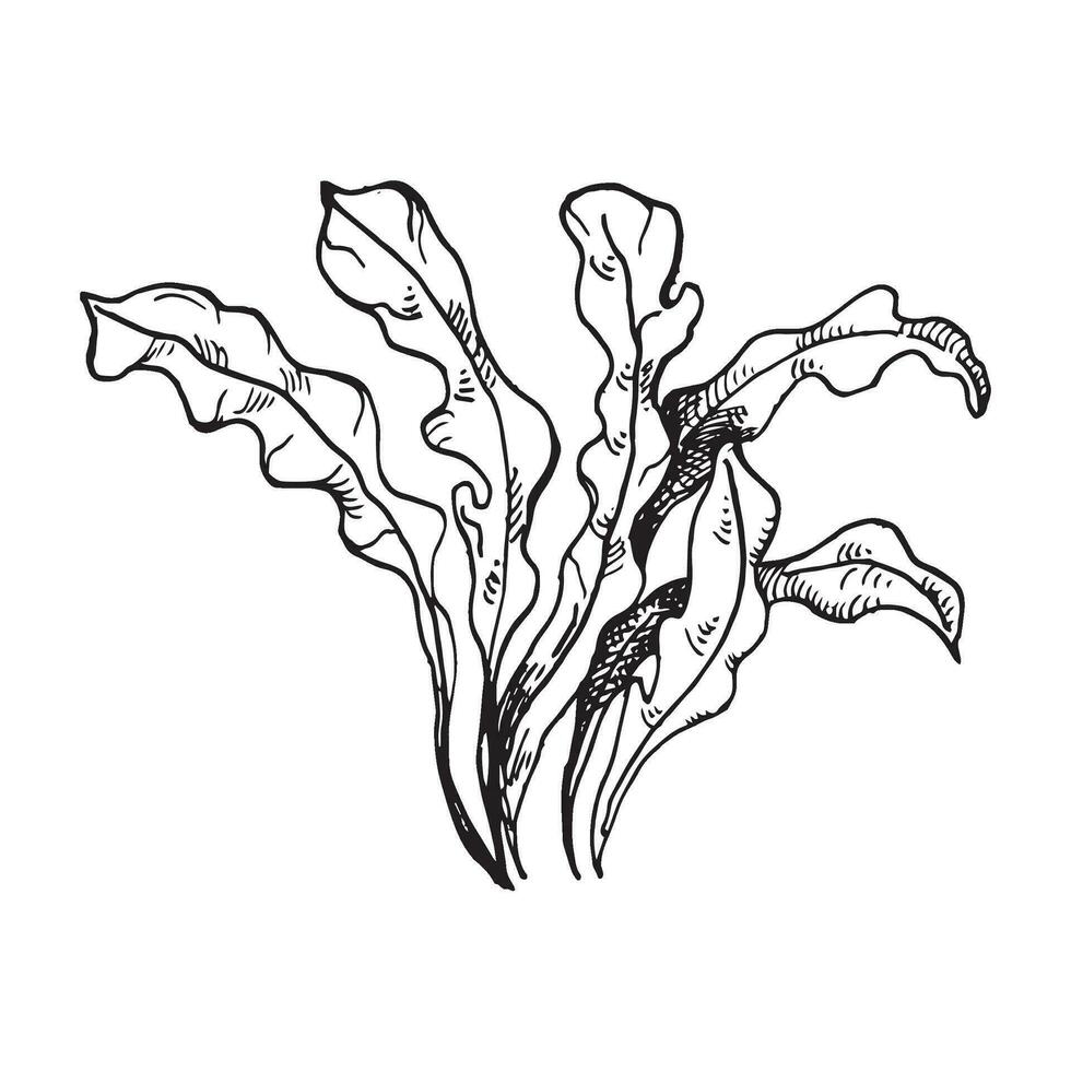 vector roze zee planten inkt hand- getrokken illustratie geïsoleerd Aan wit achtergrond. rood porphyra bladeren, zeewier zwart wit lijn. ontwerp element voor pakket, label, inpakken, marinier verzameling.