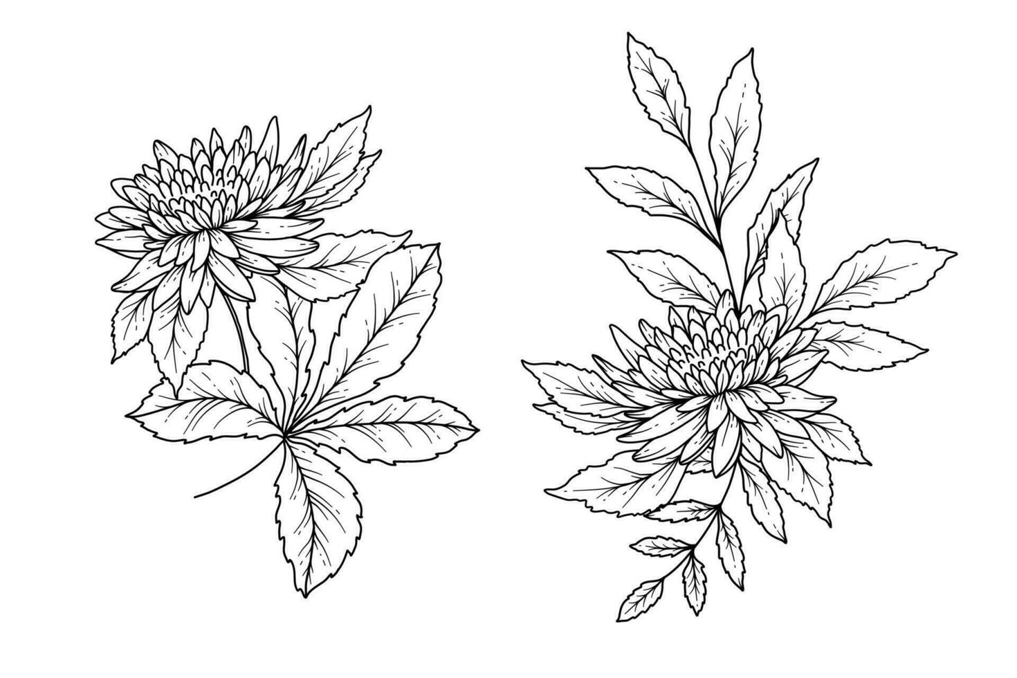 vallen bloemen arrangement schets. chrysant lijn kunst illustratie, schets bladeren arrangement hand- getrokken. vallen kleur bladzijde met bladeren vector