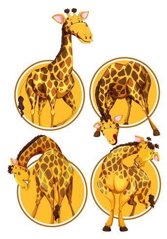 Set van giraffe cirkel banner vector