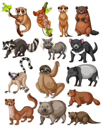 Set van vele wilde dieren vector