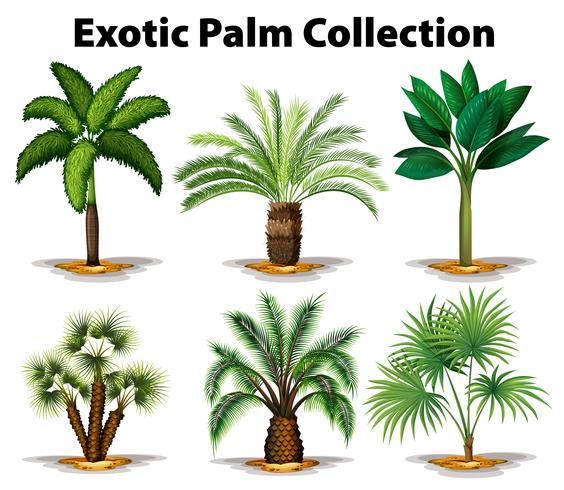 Verschillende soorten exotische palmbomen vector