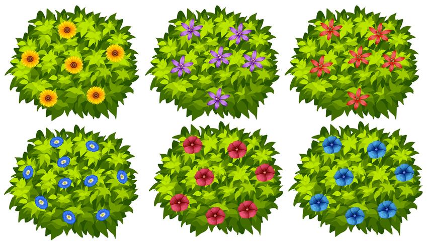 Groene struik met kleurrijke bloemen vector