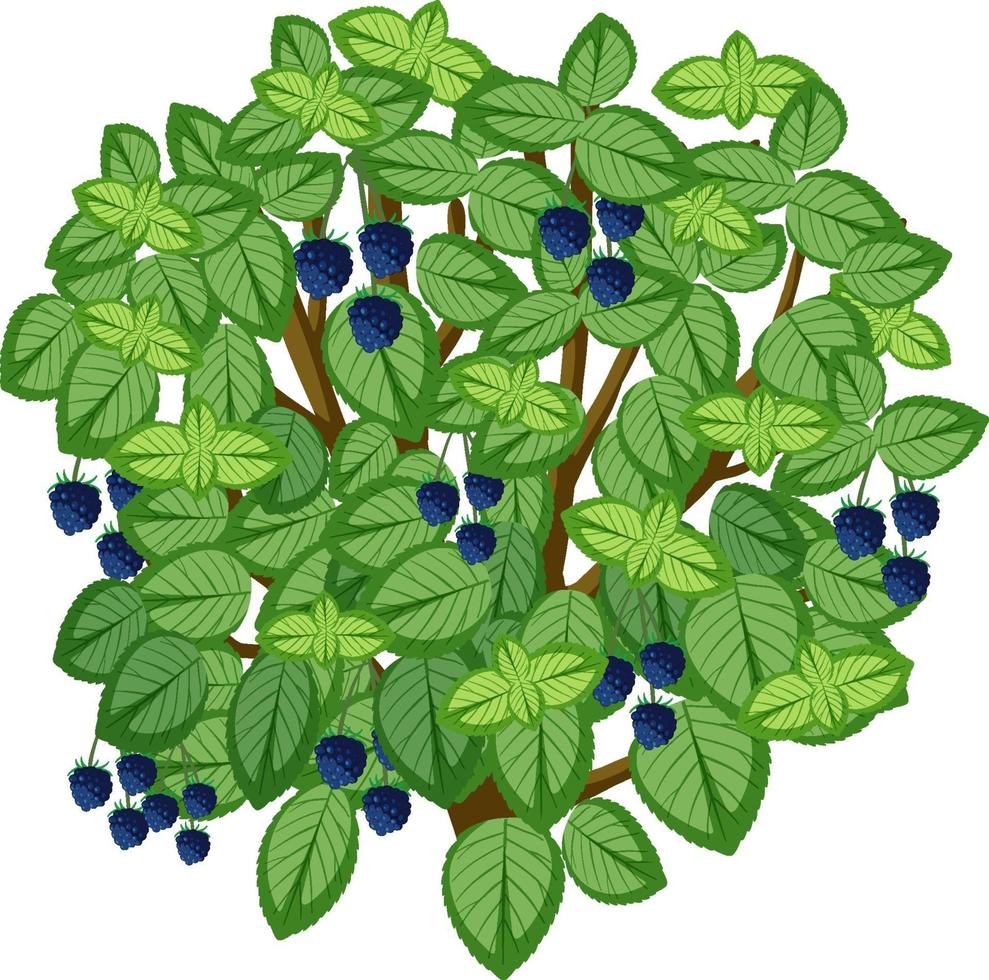 bramenboom in cartoon-stijl op een witte achtergrond vector