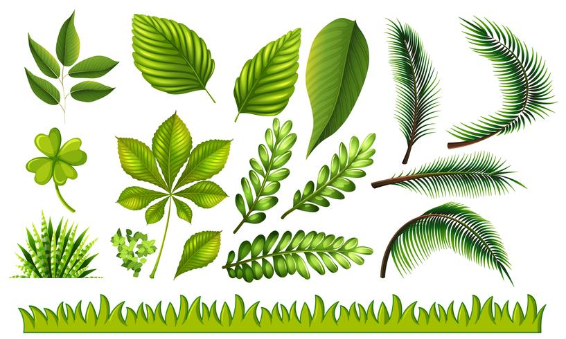 Verschillende soorten groene bladeren en gras vector