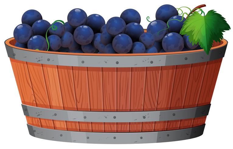 Een wijnstok van druif in emmer vector
