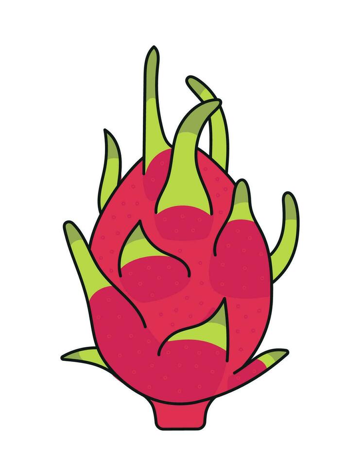 pitahaya vector illustratie, draak fruit