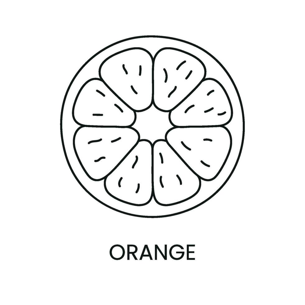 oranje lijn icoon in vector, citrus fruit illustratie vector