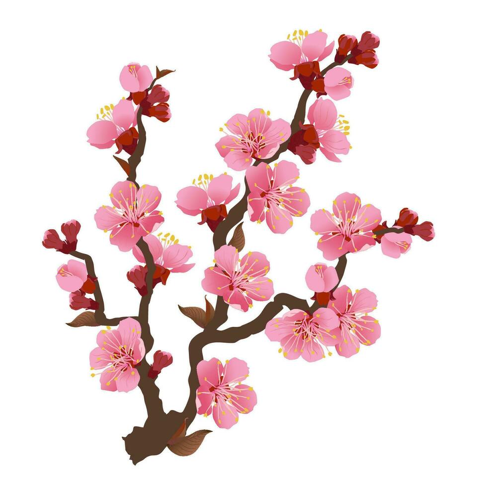 sakura Afdeling geïsoleerd Aan een wit achtergrond. realistisch grafiek van roze kers bloeit. vector illustratie van mooi bloemen.
