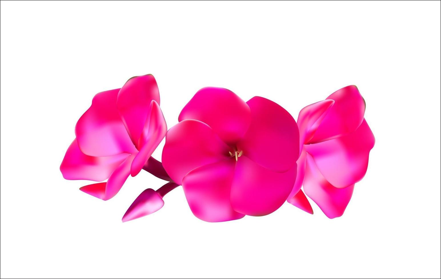 roze phlox bloemen vector illustratie