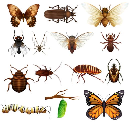 Verschillende soorten wilde insecten vector