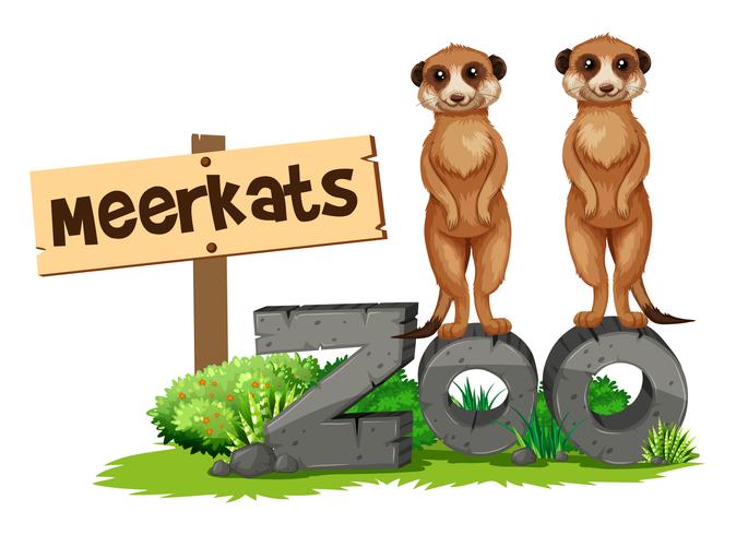 Twee meerkats door het dierentuinteken vector