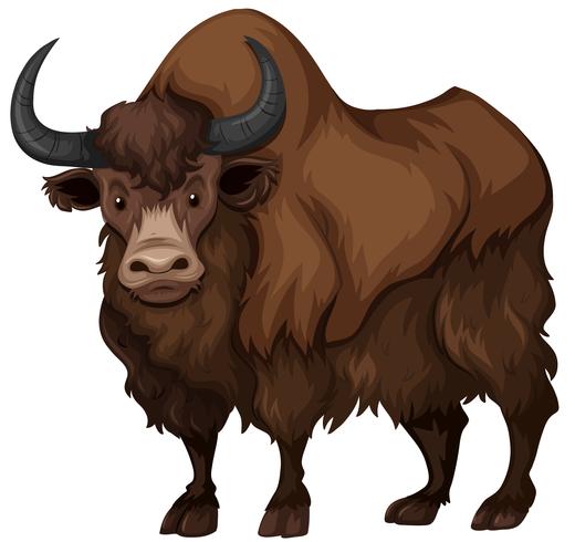 Buffalo met bruine vacht vector