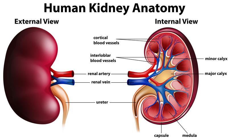Diagram dat menselijke nieranatomie toont vector