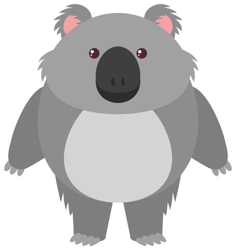 Leuke koala op witte achtergrond vector