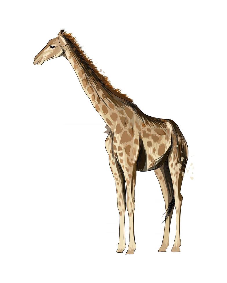 giraf uit een scheutje aquarel, gekleurde tekening, realistisch. vectorillustratie van verven vector