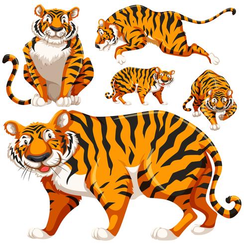 Set van wilde tijgers vector