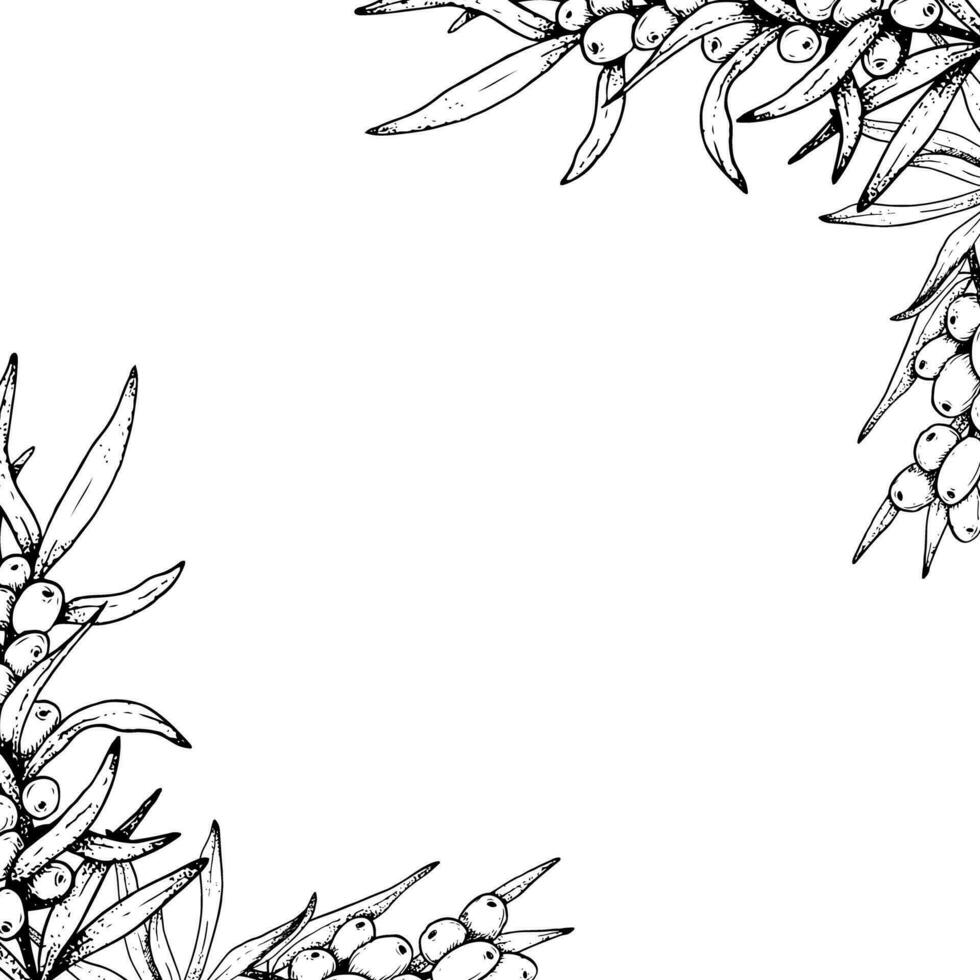 grafisch zee duindoorn takken met bessen bloemen vector plein kader sjabloon. schets zwart en wit illustratie met kopiëren ruimte voor groet kaart of uitnodiging ontwerp