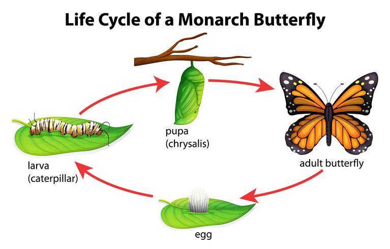 Monarchvlinder vector