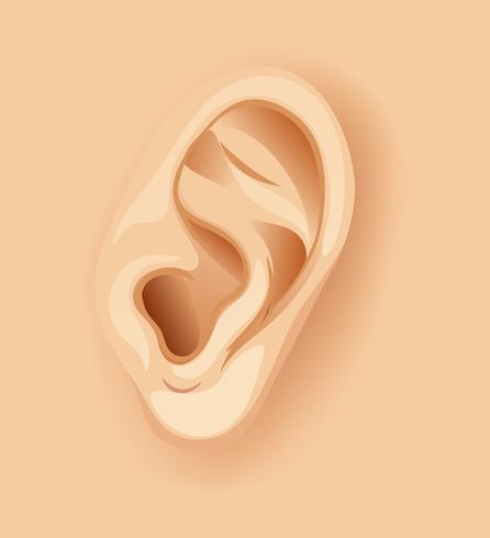 Een menselijk oor close-up vector