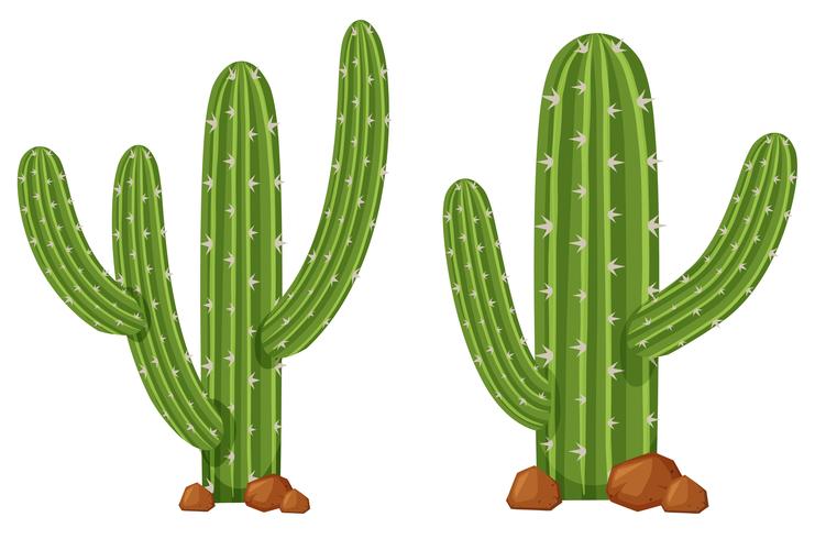 Twee cactusinstallaties op witte achtergrond vector