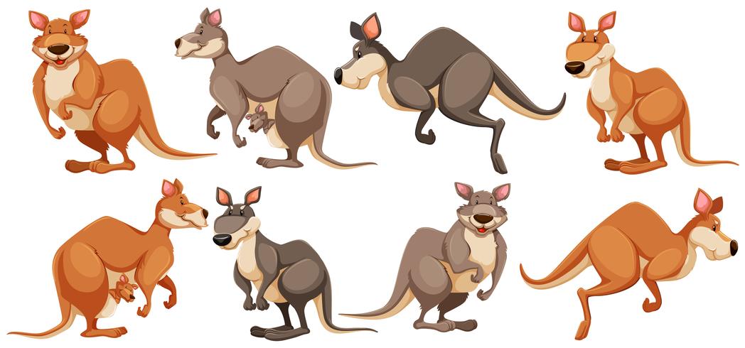 Kangaroo in verschillende poses vector