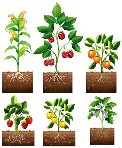 Verschillende soorten planten in de tuin vector