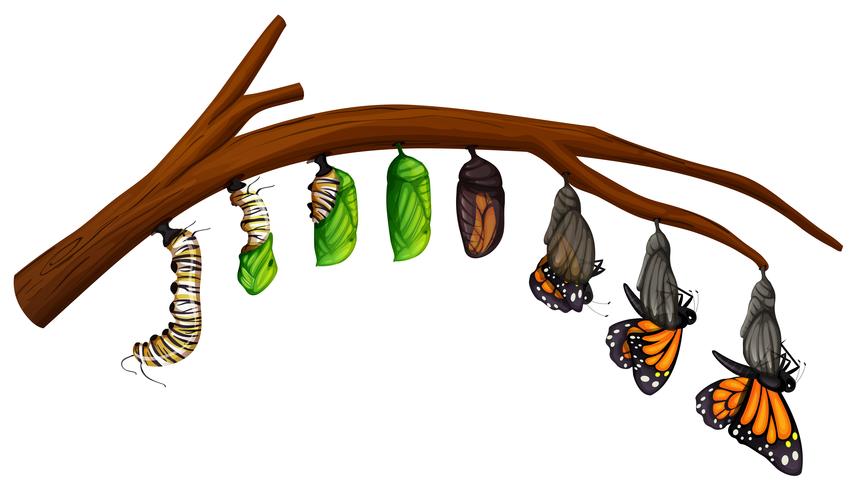 Een set van Butterfly Life Cycle vector