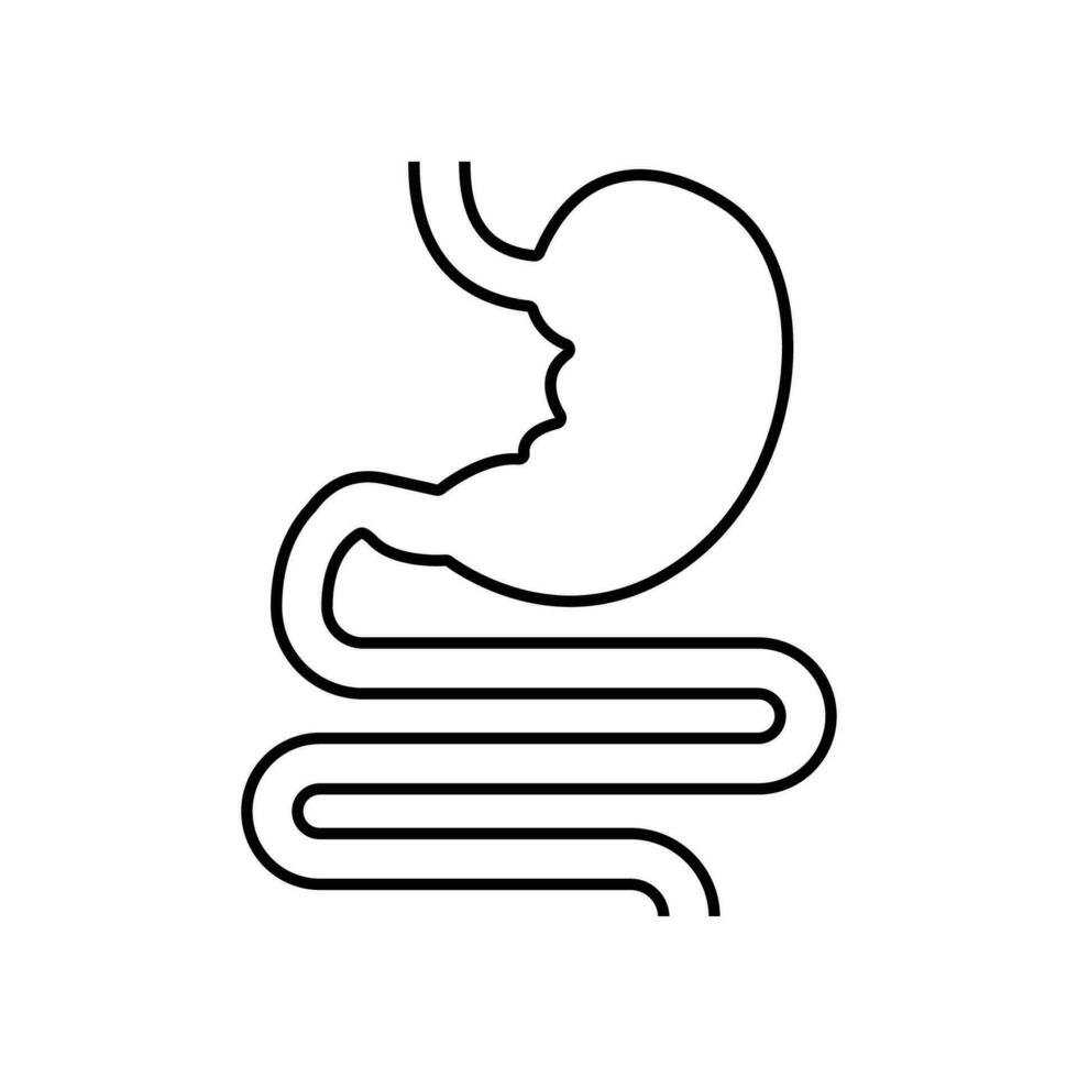 spijsvertering systeem, menselijk maag en gastro-intestinaal systeem infografisch. vitaal orgaan. maag, maag- en dikke darm kanaal net zo intern orgaan. vector illustratie ontwerp.