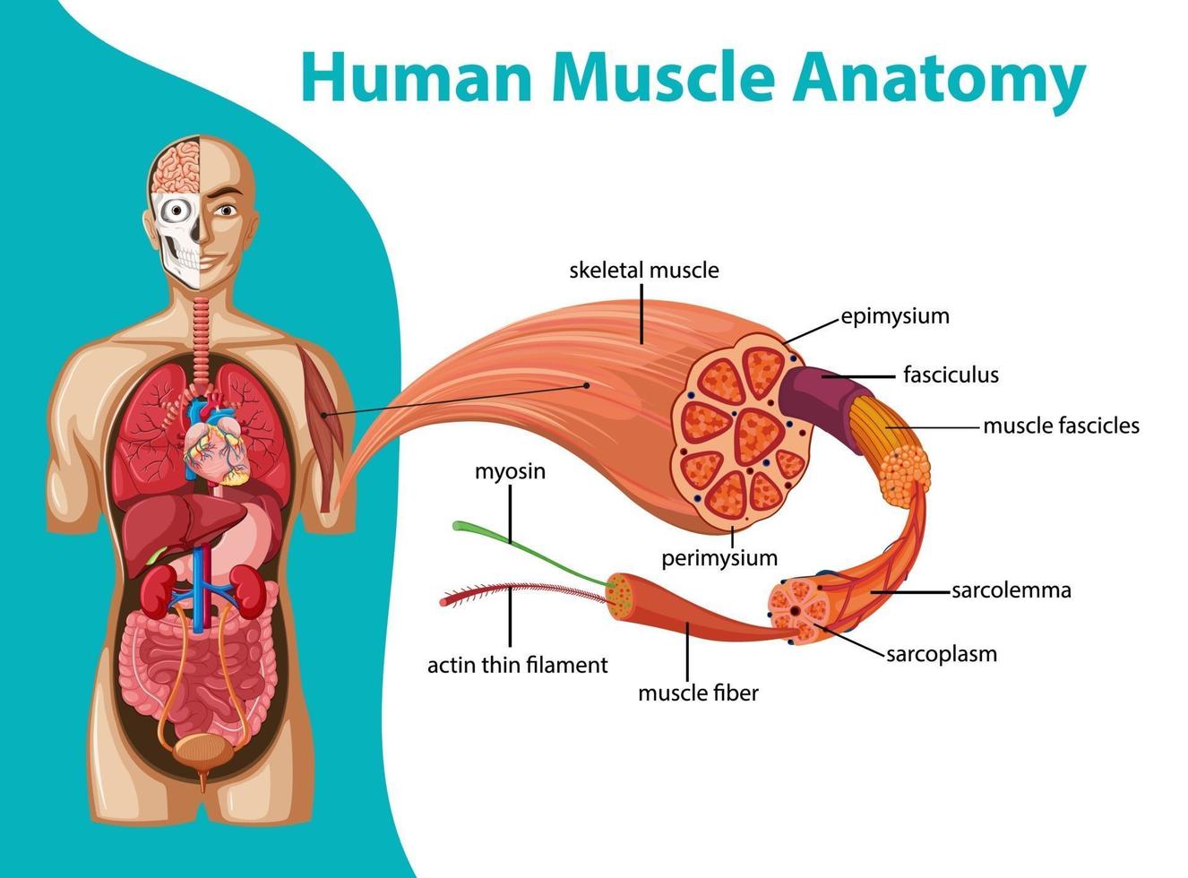 menselijke spieranatomie met lichaamsanatomie vector