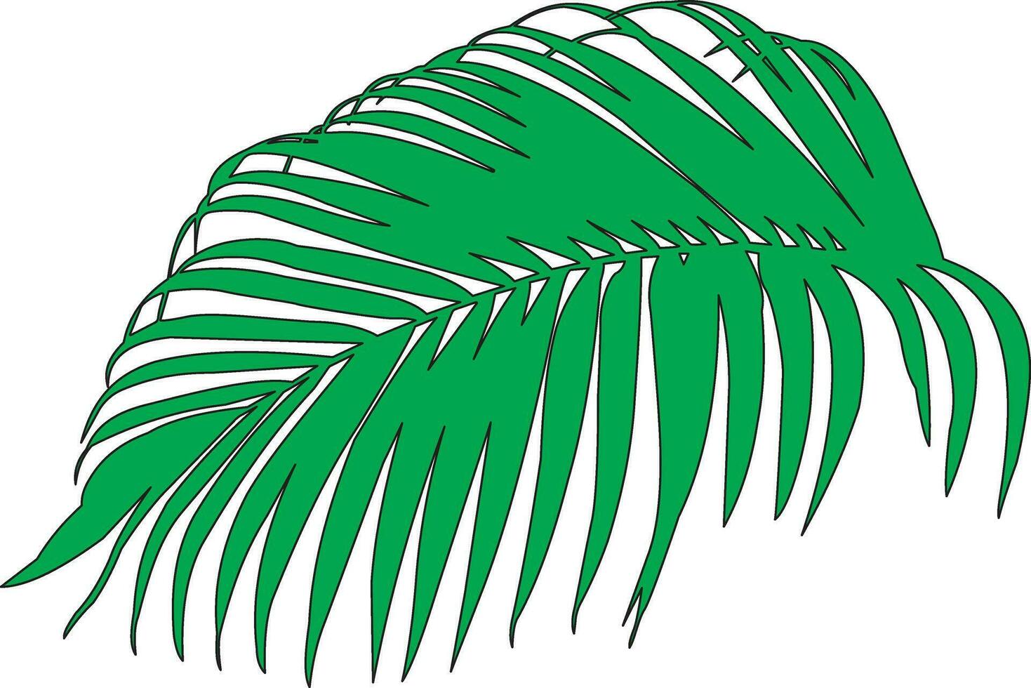 palm bladeren. groen blad van palm boom Aan transparant achtergrond. bloemen achtergrond. schaduw achtergrond overlappen. realistisch schaduw bespotten omhoog scènes. vector