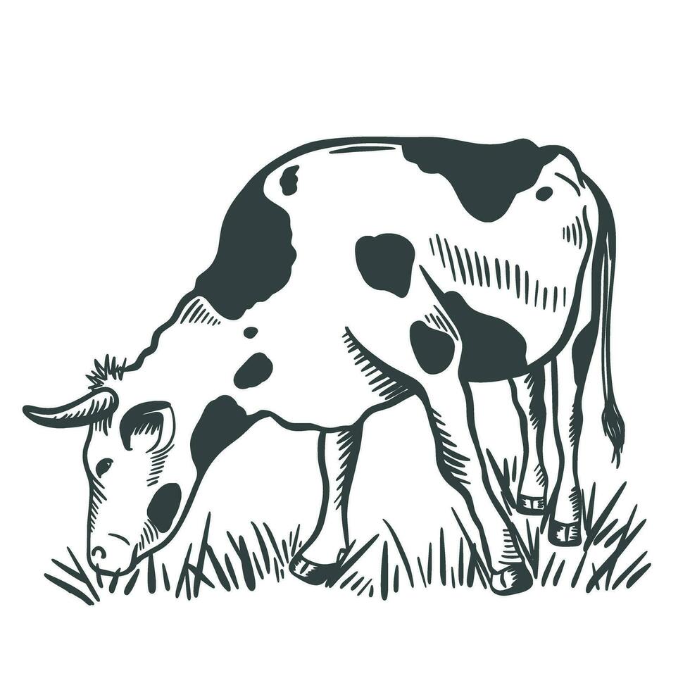 koe begrazing in een weide inkt schetsen vector