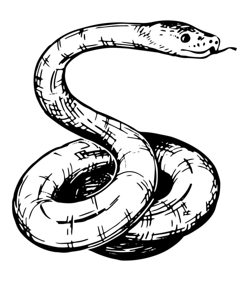 gedraaid slang schetsen. realistisch inkt tekening van wild dier reptiel. hand- getrokken vector illustratie. retro clip art voor decor geïsoleerd Aan wit.