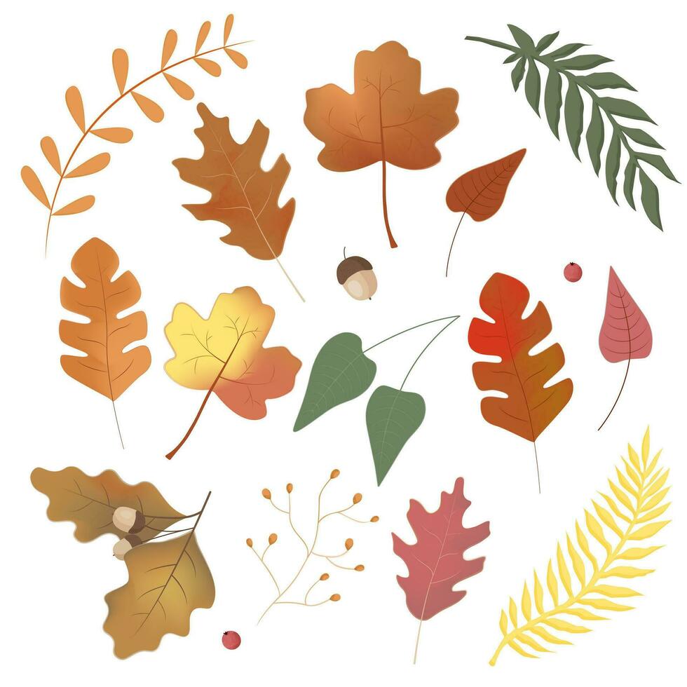 reeks van kleurrijk herfst bladeren. herfst ontwerp element. geïsoleerd Aan wit achtergrond. vector