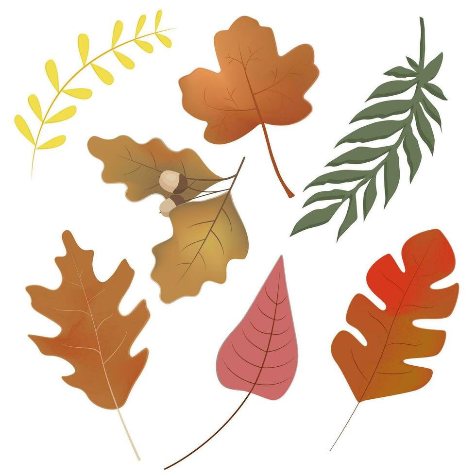 reeks van kleurrijk herfst bladeren. herfst ontwerp element. geïsoleerd Aan wit achtergrond. vector