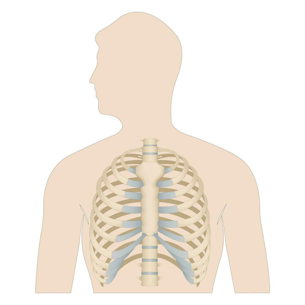 botten van de menselijk borst. skelet- systeem voor een geneeskunde poster. vector