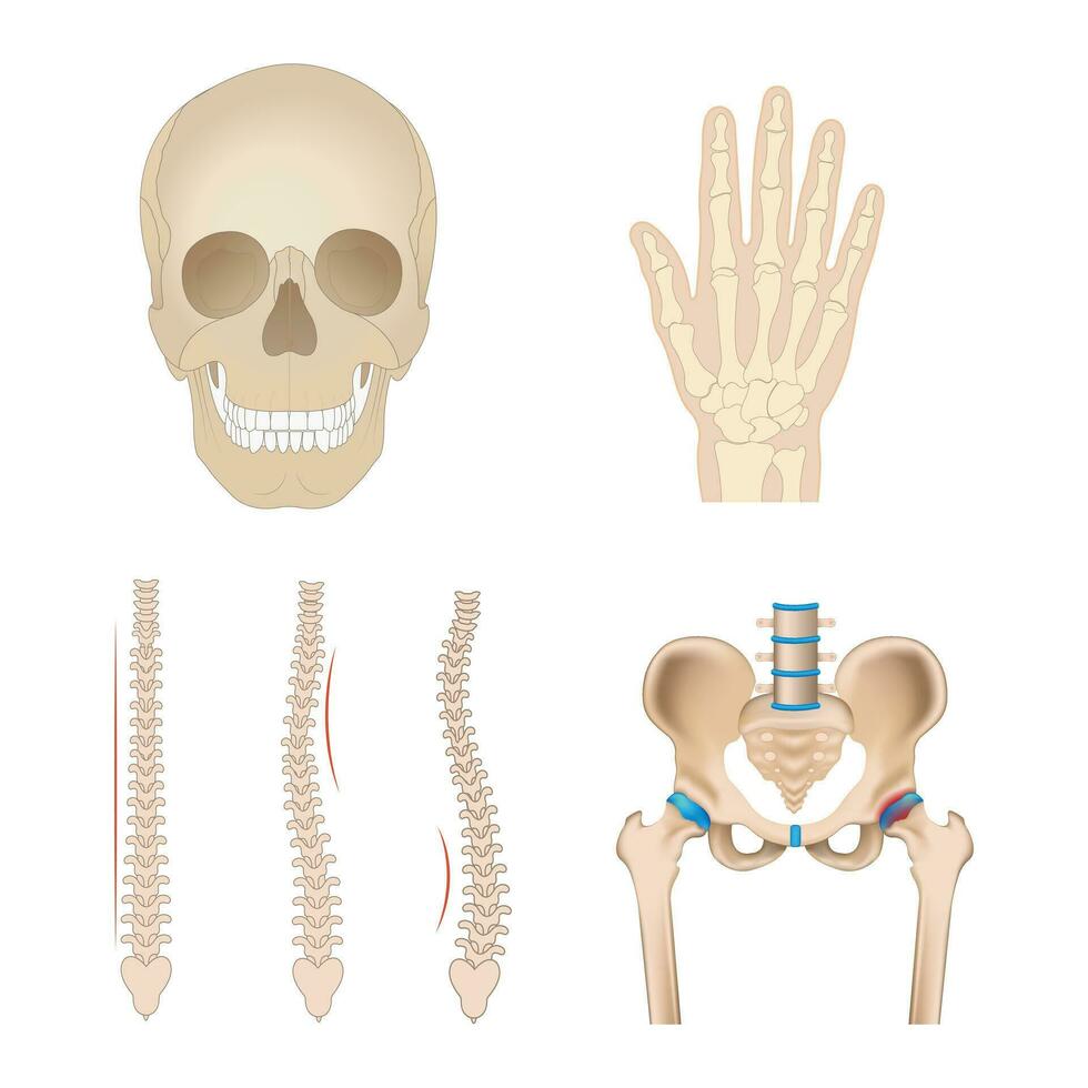 realistisch menselijk botten. geïsoleerd anatomisch lichaam onderdelen, skelet elementen, voorkant visie van schedel, voeten, armen en, bekken, divers gewrichten, leerzaam medisch model, vol vector reeks